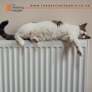 cat, comfort, warm, radiator, TRV